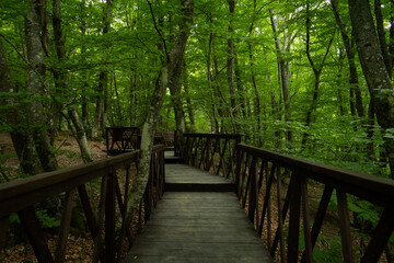 Fototapeta premium Forest stairs walk. A green dense summer forest without people. A journey to an unknown place. The concept of adventure, exploration. Wooden staircase for nature walks. A fabulous place. summer time