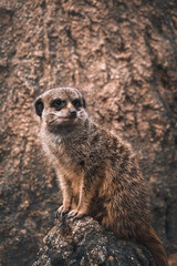 Fototapeta premium meerkat on guard