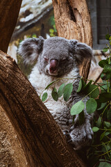 koala sleeping in a tree