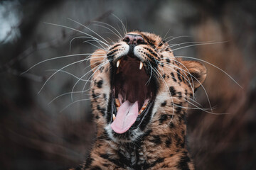 close up of a leopard