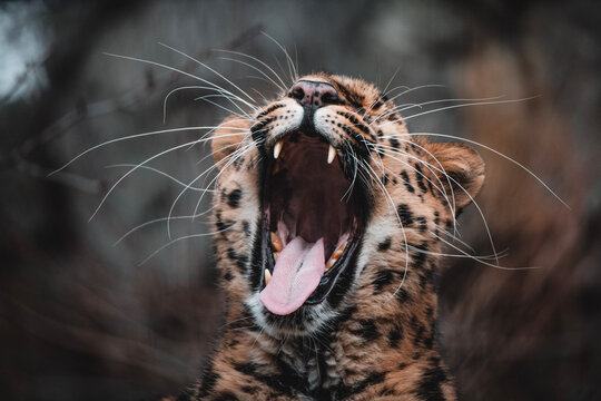 close up of a leopard