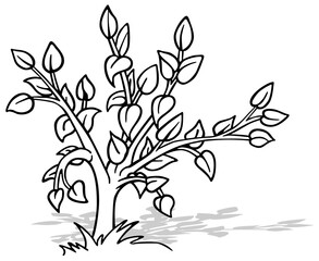 Drawing of a Small Deciduous Tree