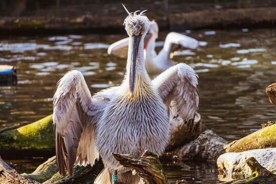 pelicans on the beach