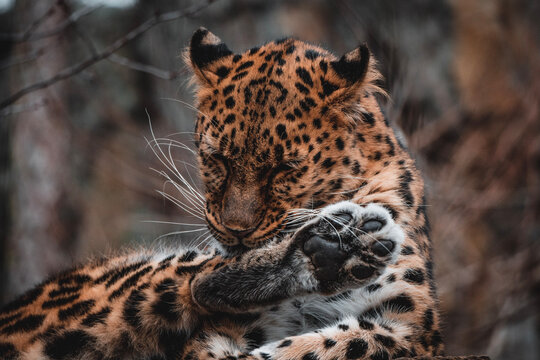 leopard in zoo