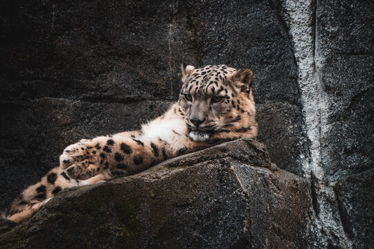 leopard in the zoo