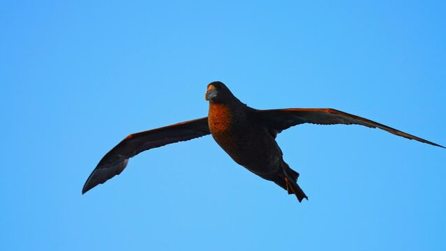 Giant Petrel Flying Against The Blue Sky In Antarctica. - close up