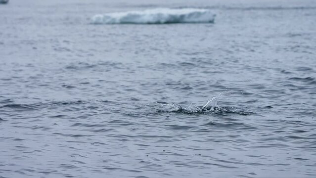 Slow Motion Of An Ad&eacute;lie Penguin Swimming In The Sea Of Antarctica.