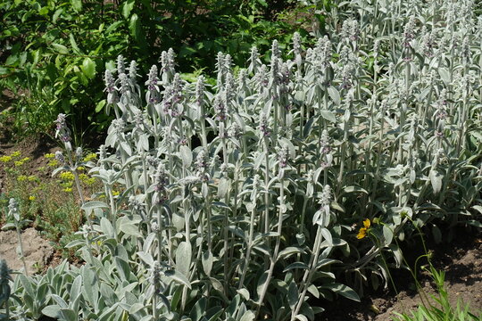 Multiple pink flowers of Stachys byzantina in June