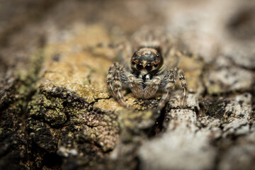 Jumping Spider on a Tree