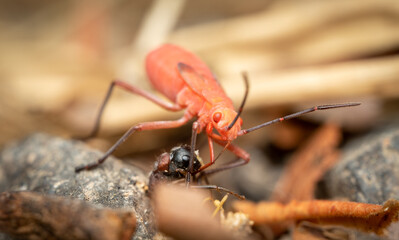 Red Kapok Bug