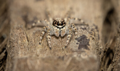 Jumping Spider on a Tree