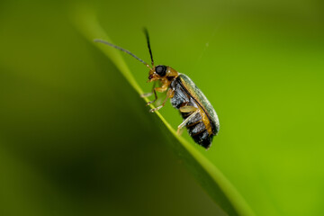 Side View of a Leaf Beetle