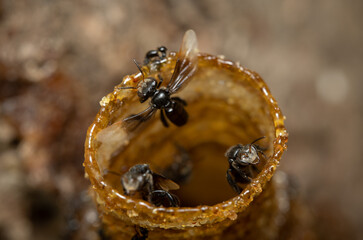 Stingless Bee Exiting its Wax Pipe