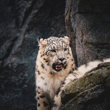 close up of leopard