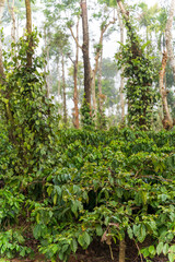 Fresh green leaves pepper (Piper Nigrum) growing on the tree tea plantation in India