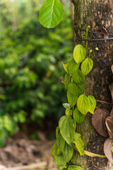 Fresh green leaves pepper (Piper Nigrum) growing on the tree tea plantation in India