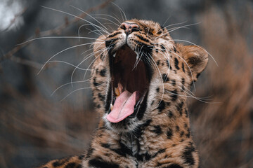 close up of a cheetah
