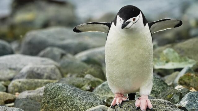Antarctica Wildlife Chinstrap Penguin Walking and Jumping on Rocks at Rocky Terrain, Close-Up View