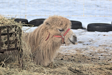 A camel lies on the snow in winter on hay. Extreme conditions. Adaptation
