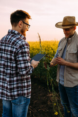 Two farmers are standing in the field and collecting crops for examination