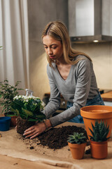 A beautiful blond girl is replanting her houseplants