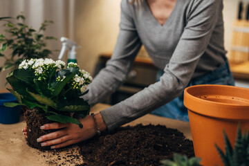 Closeup view of woman hands holding dirtied plant before potting
