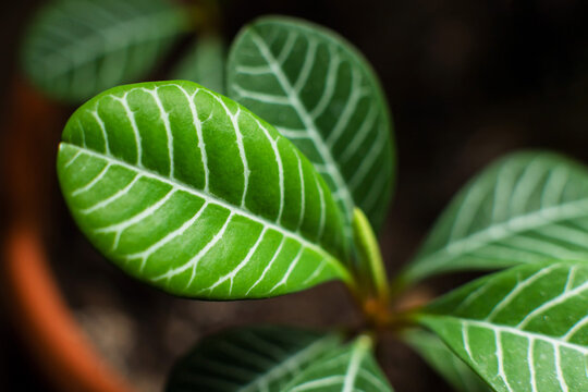 Euphorbia Leuconeura" Images  Browse 155 Stock Photos, Vectors, and Video  | Adobe Stock