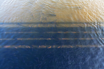 Fish on water surface . Fish swimming at river surface
