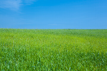 A field of green, ripening wheat against a blue cloudless sky, panorama.