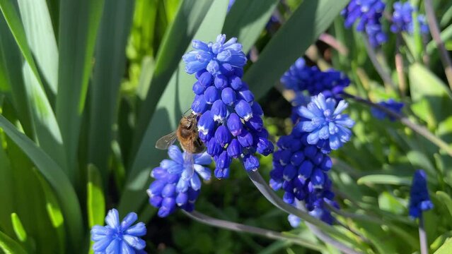 A bee on a blue grape hyacinth in green nature, pollinating a hepatica in the garden