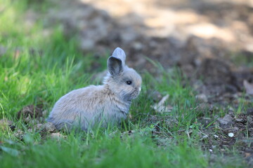 little funny bunny in the field