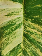 beautiful colorful patterns on the leaves