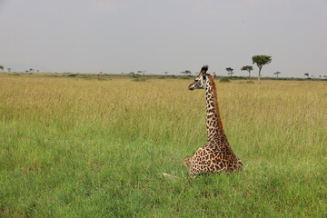 Fototapeta premium giraffe in the savannah