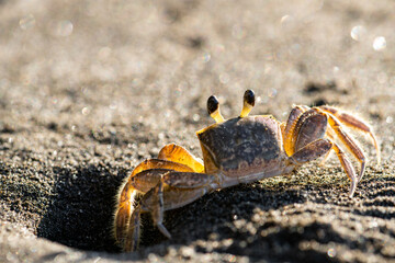 The Atlantic ghost crab (Ocypode quadrata) lives in burrows in sand above the strandline. Macro...
