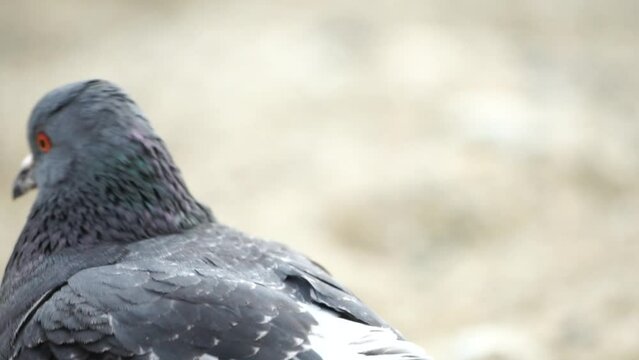 Pigeons fight for food on the beach. Several pigeons squabbling over a feeding giver on a beach - fierce competition for survival in animal kingdom. closeup. Slow motion. Columba livia