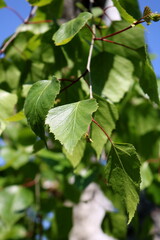 Blurred summer green background, birch branches and leaves in the park