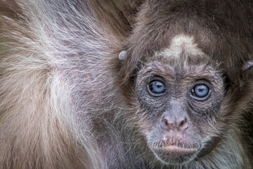 close-up of a spider monkey with blue eyes