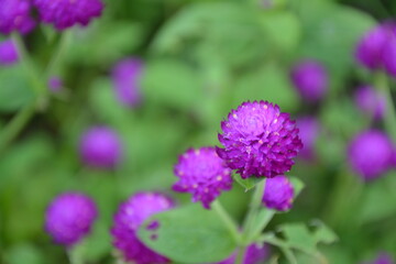 Vinales, cuba, 6 aout 2014 : mise au point sélective d'une belle fleur  violette 
