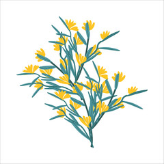 branch with yellow blossom flowers, hand drawn