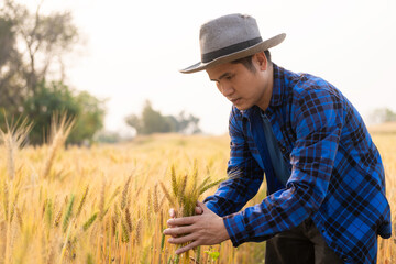 Naklejka na ściany i meble Asian man inspecting wheat on barley field background, happy agronomist farmer paying attention to his crops for a bountiful harvest