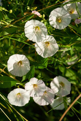 Acker-Winde (Convolvulus arvensis)	