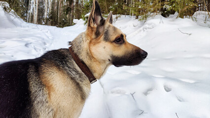 Dog German Shepherd in a winter day and white snow arround. Waiting eastern European dog veo in cold weather