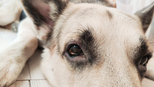 Dog German Shepherd and eye. Russian eastern European dog veo and and a cute smart look
