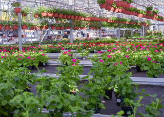 Obraz premium Flowers in pots in a greenhouse. Beautiful blooming green house. Greenhouse for growing seedlings of plants. Flowering plants in a flower nursery. Plants.