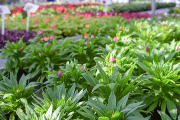 Fototapeta premium Flowers in pots in a greenhouse. Beautiful blooming green house. Greenhouse for growing seedlings of plants. Flowering plants in a flower nursery. Plants.