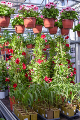 Fototapeta na wymiar Flowers in pots in a greenhouse. Beautiful blooming green house. Greenhouse for growing seedlings of plants. Flowering plants in a flower nursery. Plants.