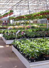 Flowers in pots in a greenhouse. Beautiful blooming green house. Greenhouse for growing seedlings of plants. Flowering plants in a flower nursery. Plants.