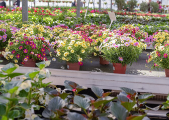 Fototapeta na wymiar Flowers in pots in a greenhouse. Beautiful blooming green house. Greenhouse for growing seedlings of plants. Flowering plants in a flower nursery. Plants.