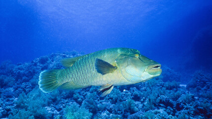 A Napoleon Wrasse in the Red Sea