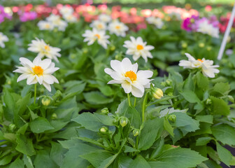 Flowers in pots in a greenhouse. Beautiful blooming green house. Greenhouse for growing seedlings of plants. Flowering plants in a flower nursery. Plants.